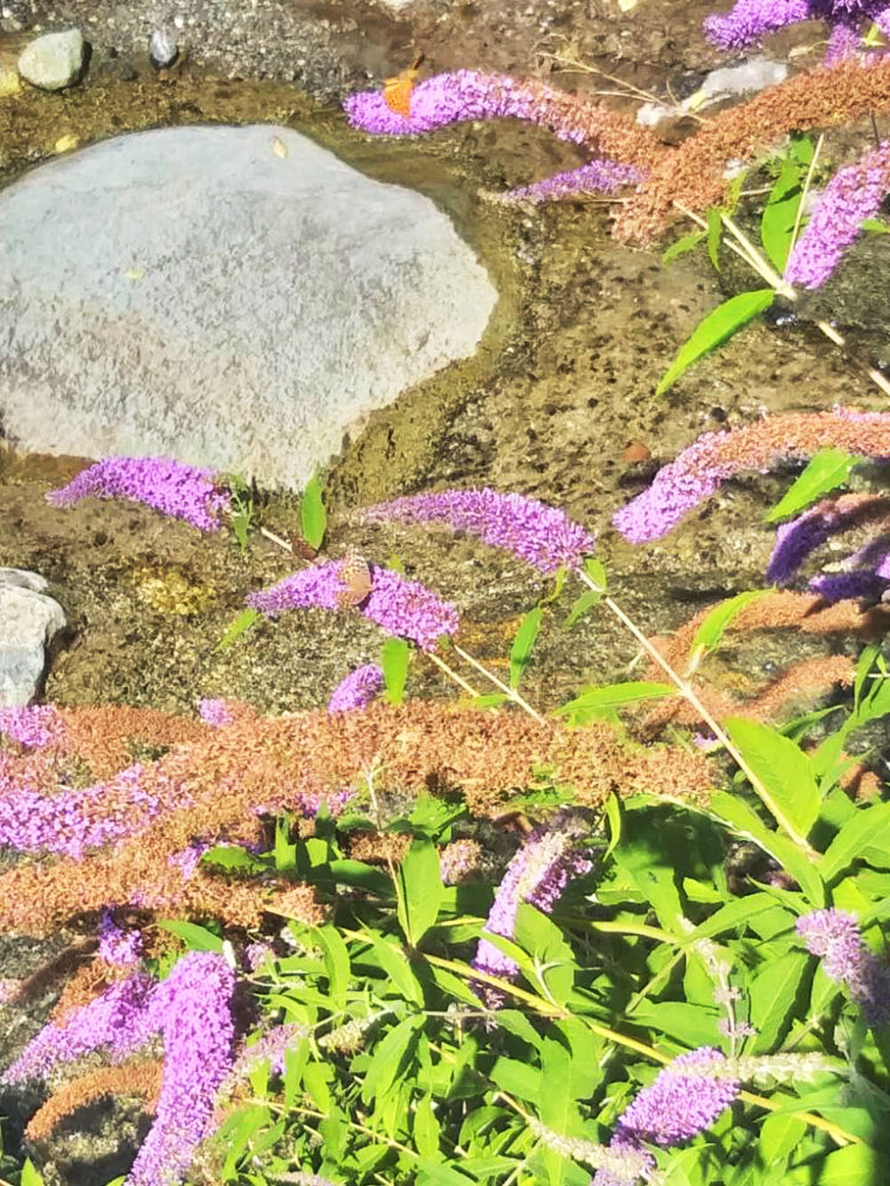 Buddleja Davidii (albero delle farfalle)